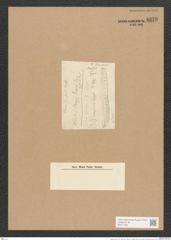 Nitzschia grovei Grun. (de-Toni-Nr.: Genus 47, Species 2062) Zeichnungen Sammlung Grunow Nr. 4079 (NHMW-BOT-W0371922)